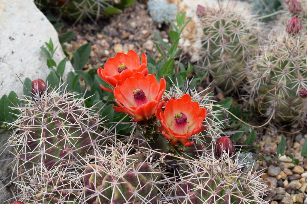 Cactus blooms by sandlily