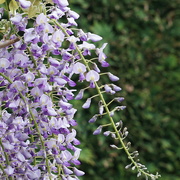 17th May 2022 - wisteria and conifer