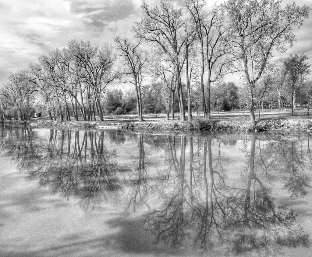 reflected trees by amyk