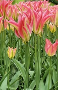 16th May 2022 - More Tulips III