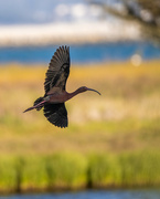 16th May 2022 - White-faced Ibis