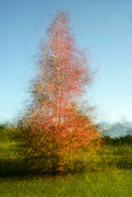 17th May 2022 - ICM: autumn tree