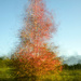 ICM: autumn tree