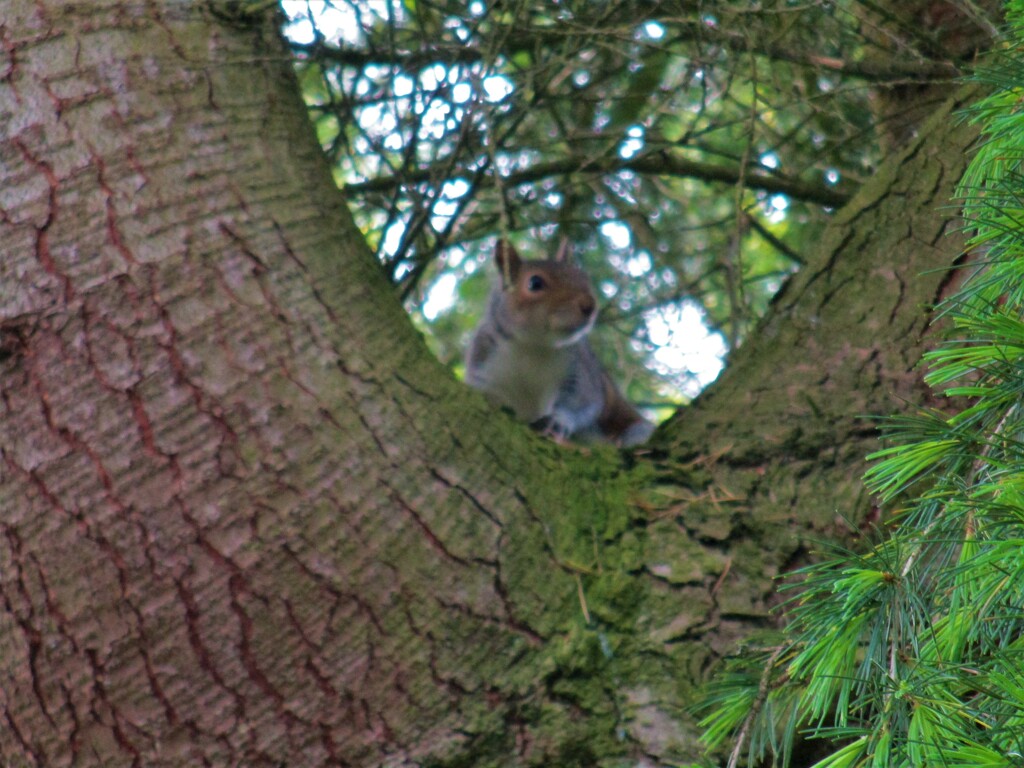 A squirrel in a fir tree. by grace55