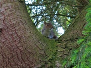 17th May 2022 - A squirrel in a fir tree.