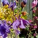 Aquilegia is out now. by 365projectorgjoworboys