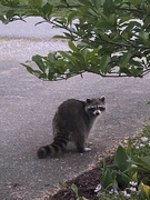 16th May 2022 - This big raccoon is a problem