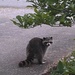 This big raccoon is a problem