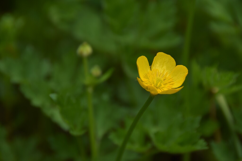 Buttercup by 365anne