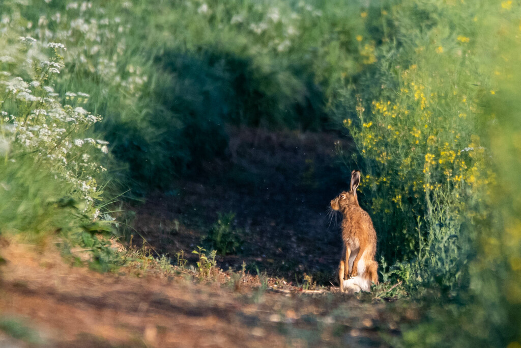 Hare in the wild by stevejacob