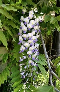 17th May 2022 - Wisteria Flower