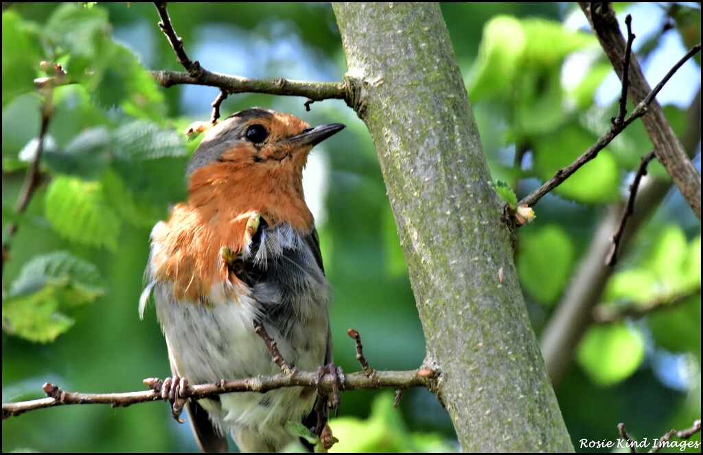 A rather scruffy robin by rosiekind