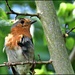 A rather scruffy robin by rosiekind