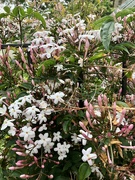 12th May 2022 - Scented jasmine