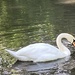 Swan by cataylor41