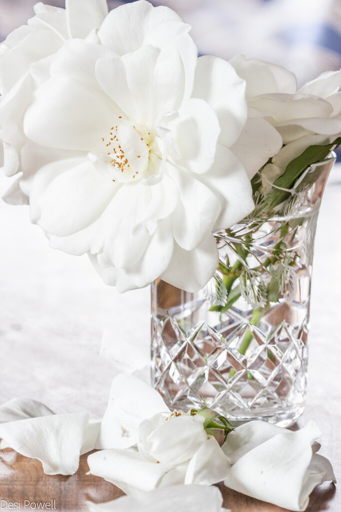 White Roses in a broken glass by seacreature