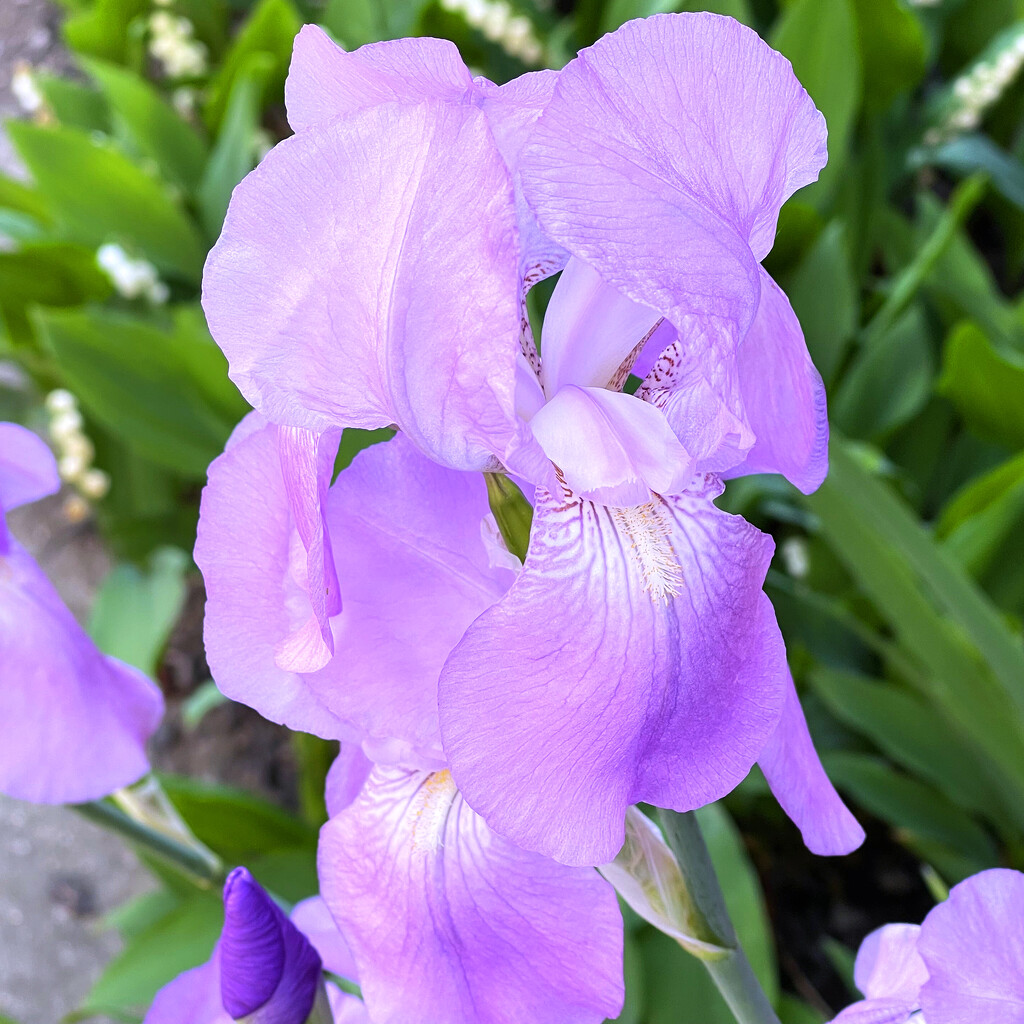 Irises | Variation 2 by yogiw