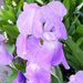 Irises | Variation 2