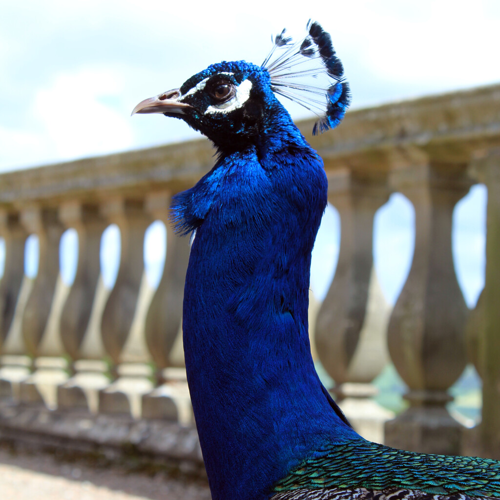 Peacock by jeff