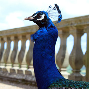 10th May 2022 - Peacock