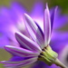 Senetti bloom......... by ziggy77