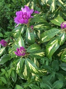 17th May 2022 - Rhododendron flower with multicoloured leaves