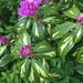 Rhododendron flower with multicoloured leaves by snowy