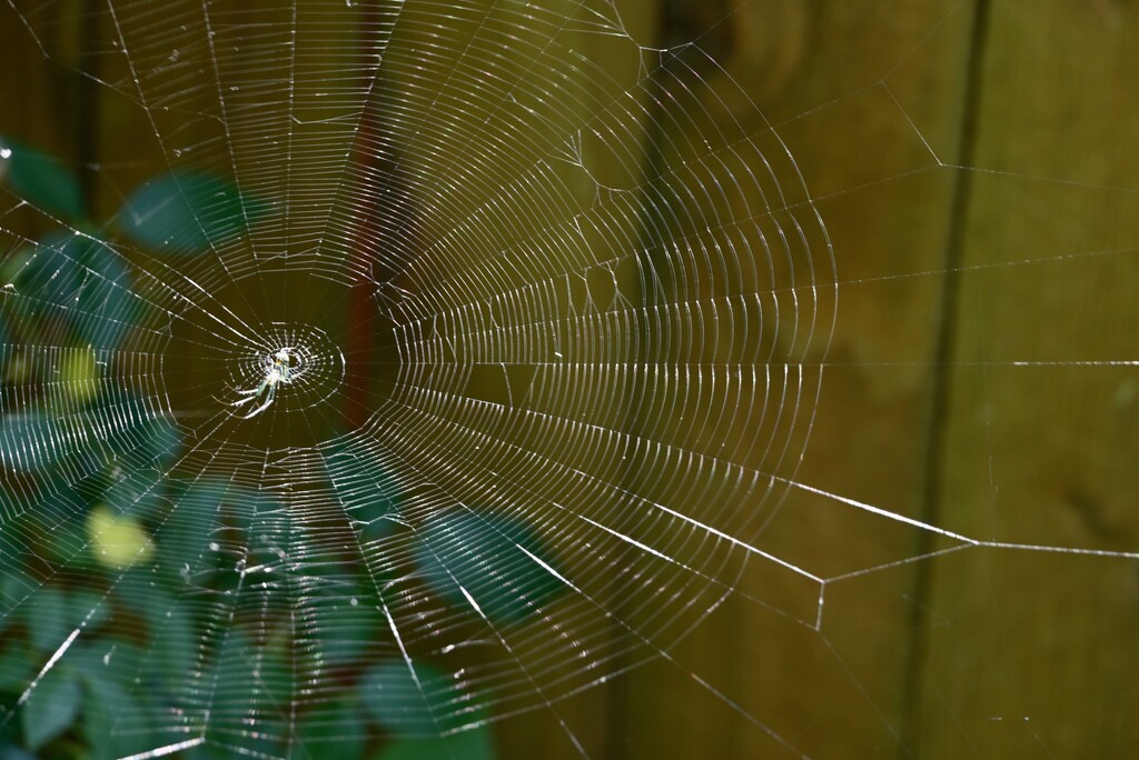 Orchard Orb Weaver Web by metzpah