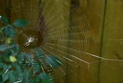 15th May 2022 - Orchard Orb Weaver Web