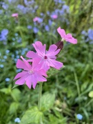 16th May 2022 - Pink flowers 