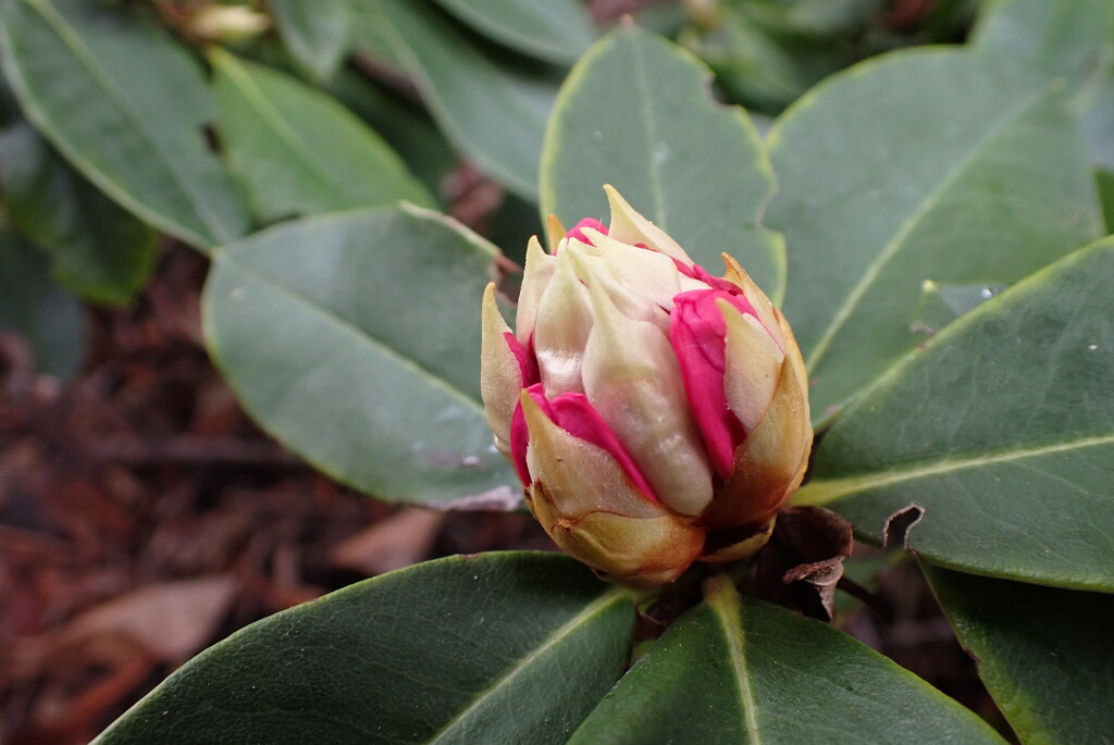 Rhododendron time is coming again by speedwell