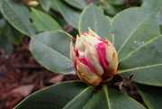 1st May 2022 - Rhododendron time is coming again