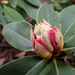Rhododendron time is coming again