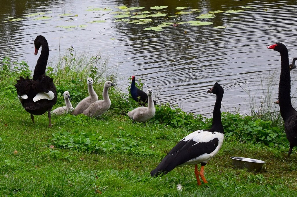 My How The Cygnets Have Grown ~    by happysnaps