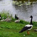 My How The Cygnets Have Grown ~   