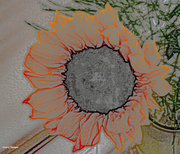 17th May 2022 - Color pencil Sunflower