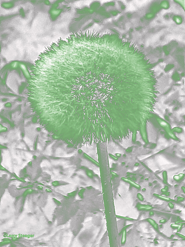 Dandelion seed head neon glow by larrysphotos