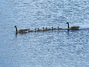 17th May 2022 - Pleased to announce the goslings have arrived at No 1