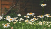 17th May 2022 - Daisy patch