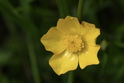 17th May 2022 - Buttercup, Buttercup
