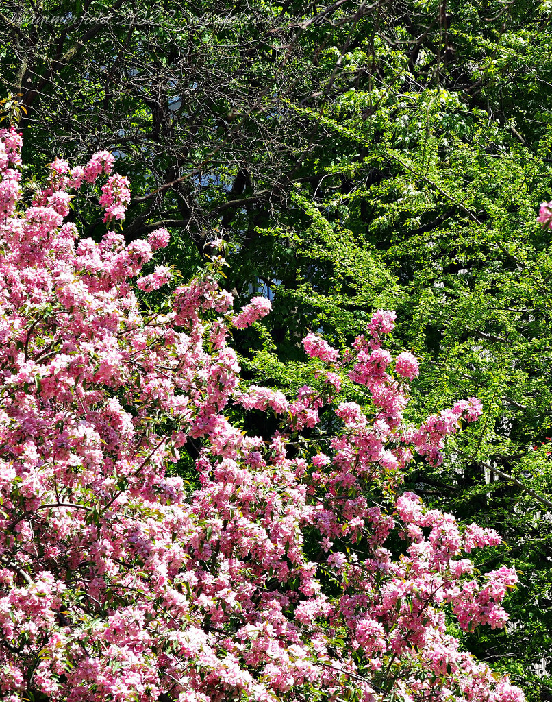 pink blossoms amidst the greens by summerfield