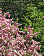 17th May 2022 - pink blossoms amidst the greens