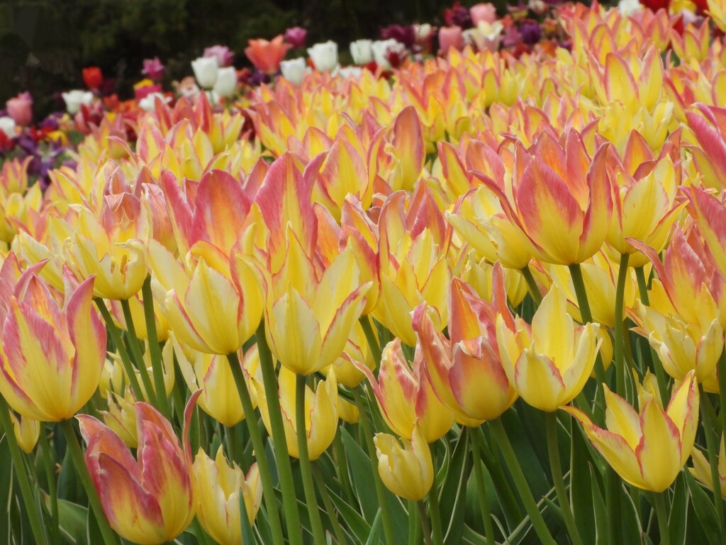 lots of tulips by amyk