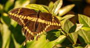17th May 2022 - Giant Swallowtail Butterfly!