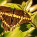 Giant Swallowtail Butterfly!