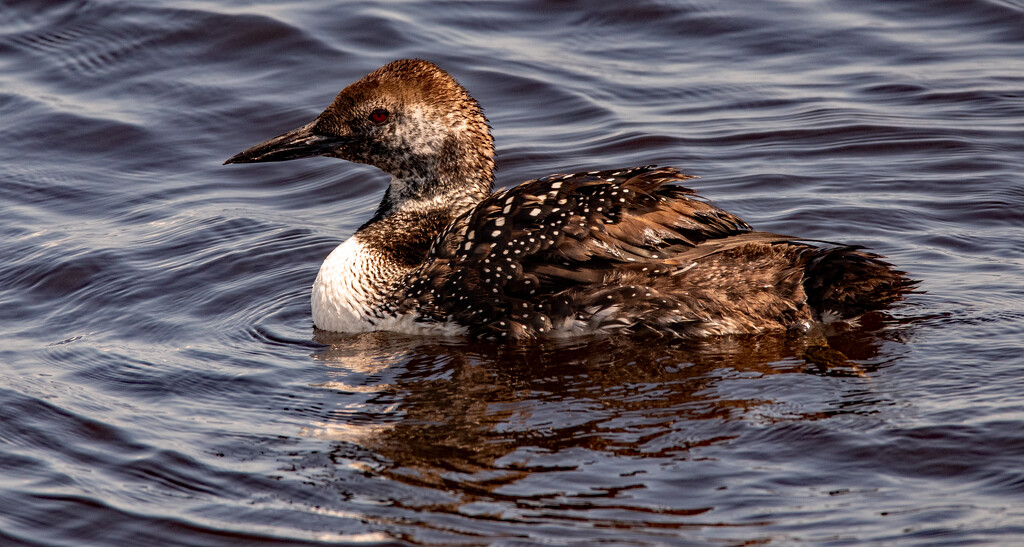 Common Loon Out for a Swim! by rickster549