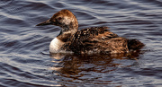 17th May 2022 - Common Loon Out for a Swim!