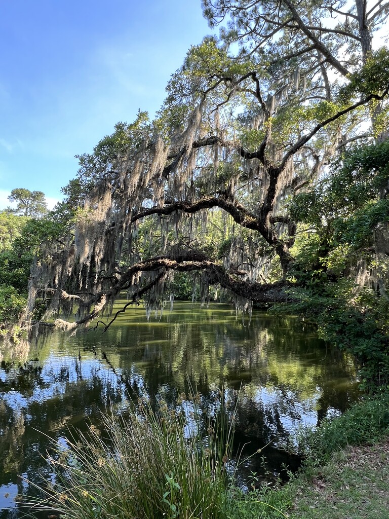 Live oak bends over the shore of the lake by congaree