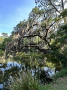 17th May 2022 - Live oak bends over the shore of the lake