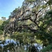 Live oak bends over the shore of the lake by congaree